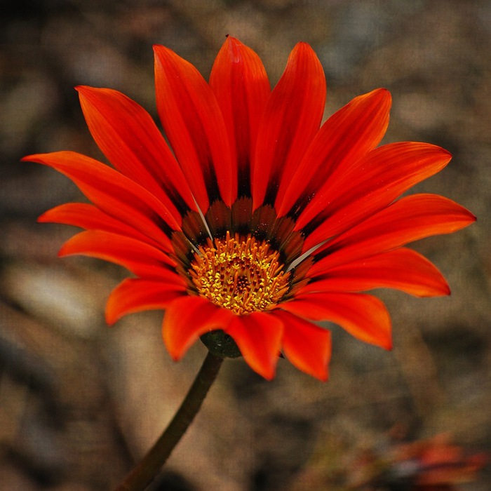 Gazania (700x700, 111Kb)