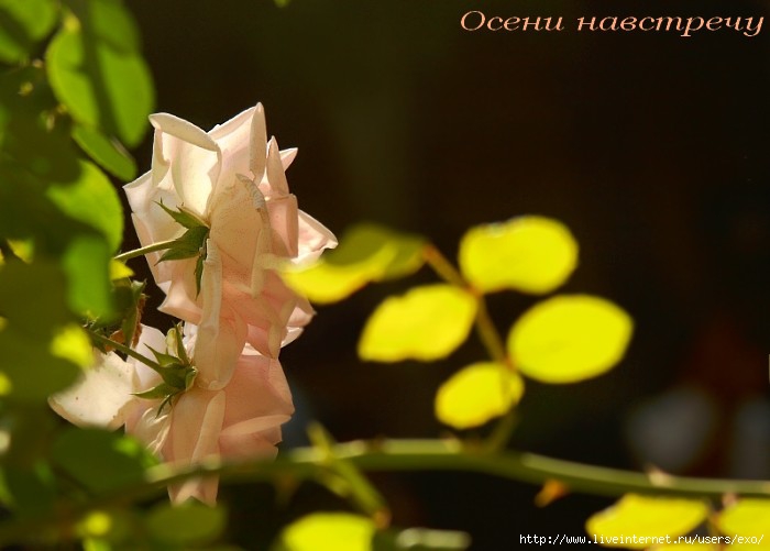rosa_8220 (700x501, 129Kb)