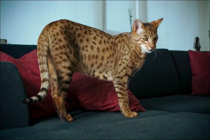 3419483_savannahcat10 (700x468, 43Kb)