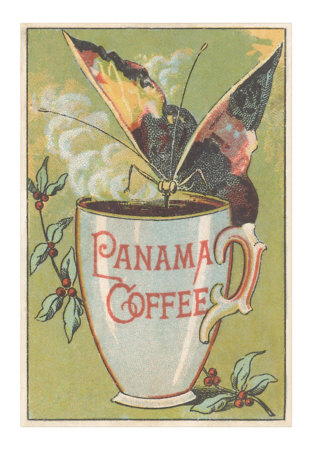 butterfly-drinking-panama-coffee[1] (312x450, 46Kb)