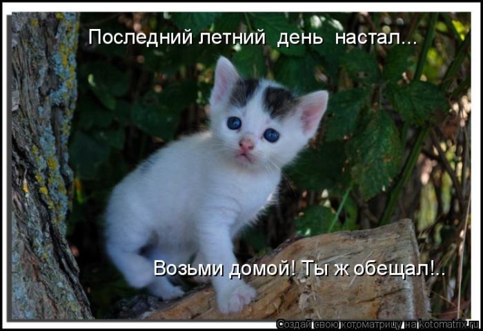 Ты ж обещал. Ты ж обещал котики. Котоматрица последняя. Котопятница картинки