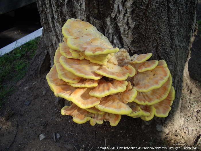 IMGP0293 (700x525, 277Kb)