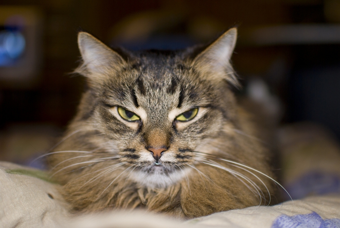 2830149_DSC_8216 (700x468, 203Kb)