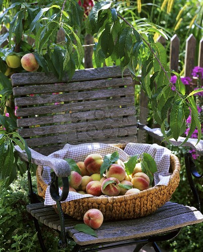 Peaches in a basket on a garden chair-377460 (404x500, 100Kb)