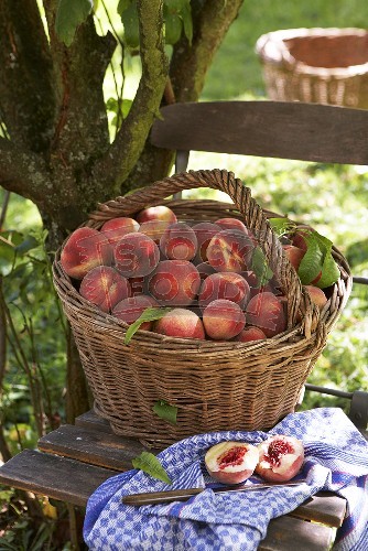 A basket of peaches under a tree-367794 (334x500, 73Kb)