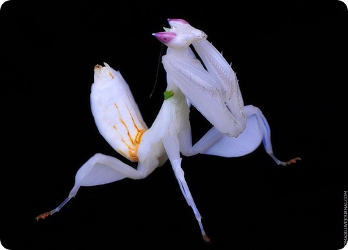 orchid1s1 (500x359, 23Kb)