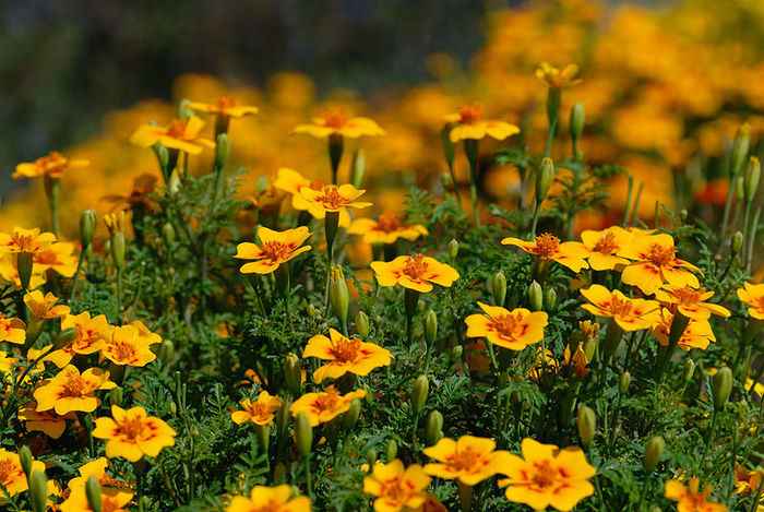 800px-Tagetes_tenuifolia_1_(aka) (700x469, 116Kb)