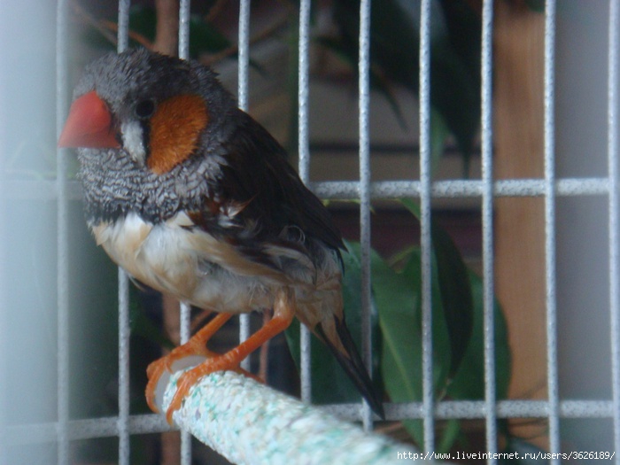 DSC05862 (700x525, 175Kb)