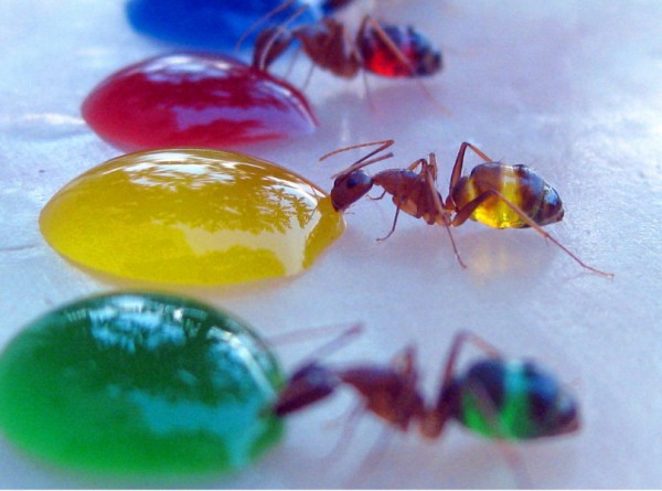 ants-3-600x445 (600x445, 56Kb)