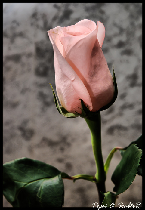 Rose (482x698, 103Kb)