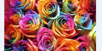  color-flowers (600x300, 64Kb)