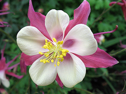 aquilegia_caerulea_rose_queen (432x324, 111Kb)