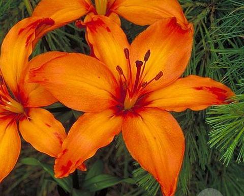 Orange_Lilies (480x385, 36Kb)