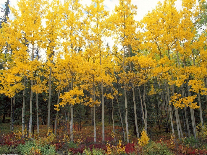 Aspen and Birch, Denali National Park, Alaska (700x525, 416Kb)