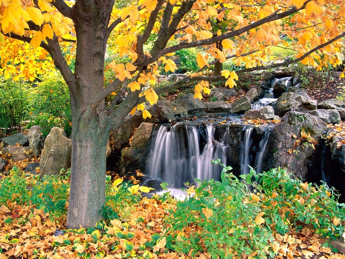 Chicago Botanic Garden, Illinois (700x525, 434Kb)