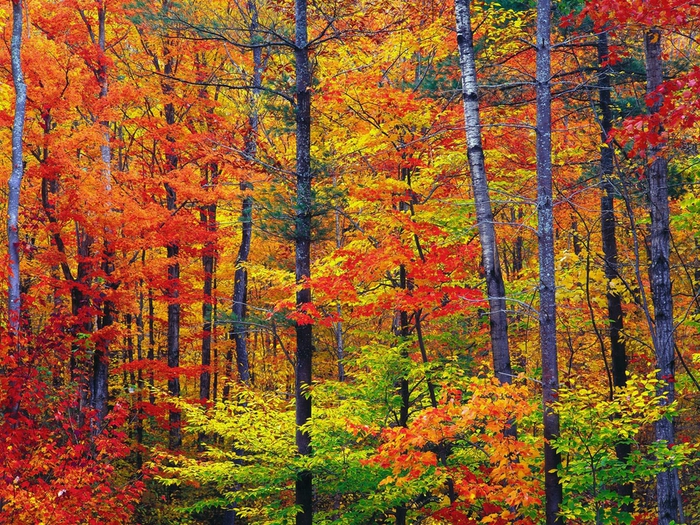 Colors of New Hampshire (700x525, 454Kb)