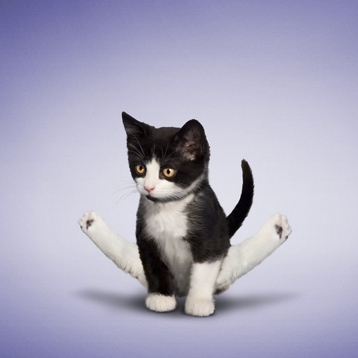 Yoga_Kittens_1 (700x700, 72Kb)