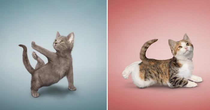 Yoga_Kittens_6 (700x368, 35Kb)