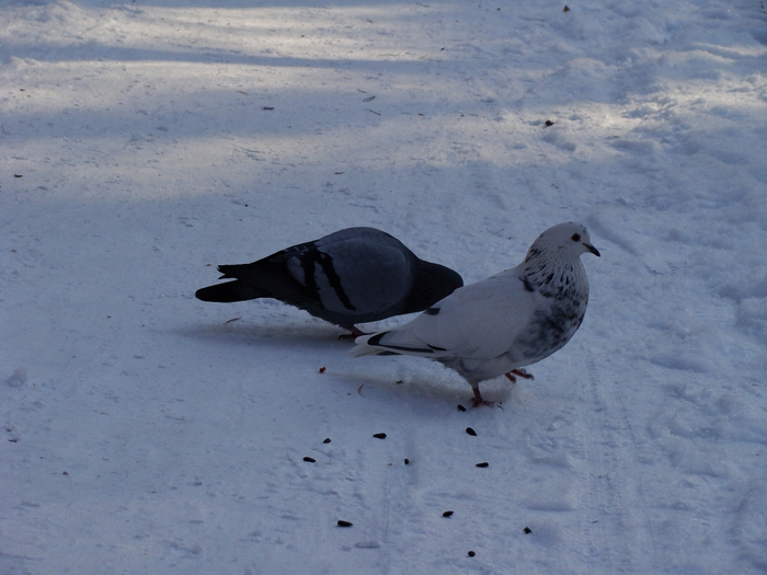 DSC02351 (700x525, 244Kb)