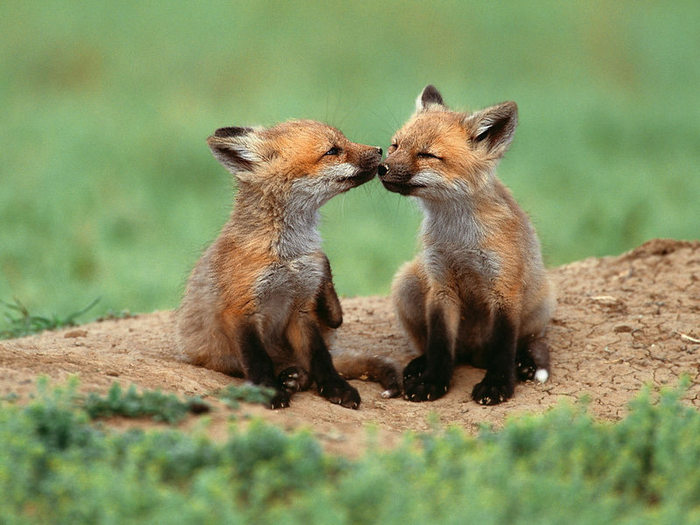 foxes (700x525, 80Kb)