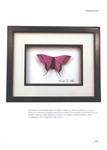  Origami_Butterflies_0103 (500x700, 135Kb)