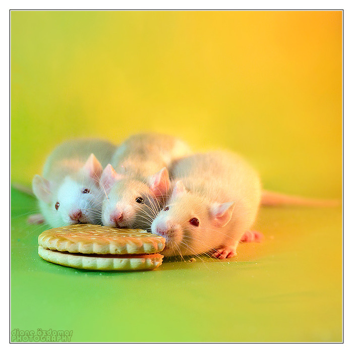 the_three_stooges___fancy_rats_by_dianephotos-d33g1qc (700x700, 108Kb)