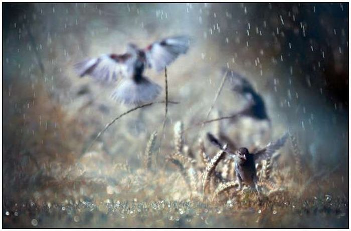 beautiful_rain_photos_30 (700x461, 44Kb)
