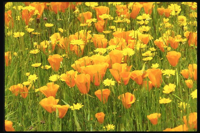 foto_flowers_132 (700x466, 74Kb)