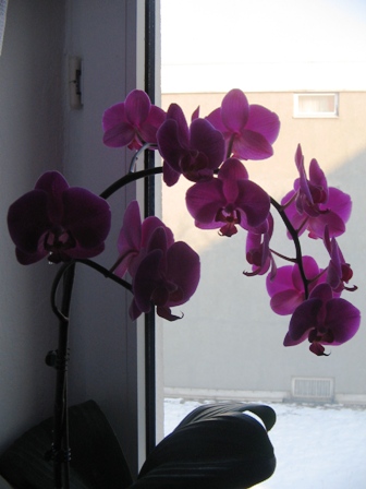 IMG_5055 (336x448, 62Kb)