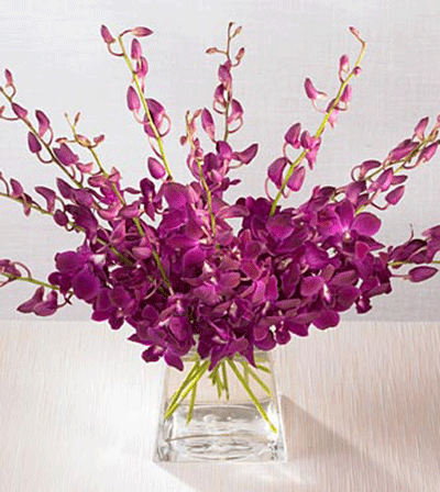 flowers_orchid_vera (400x448, 123Kb)