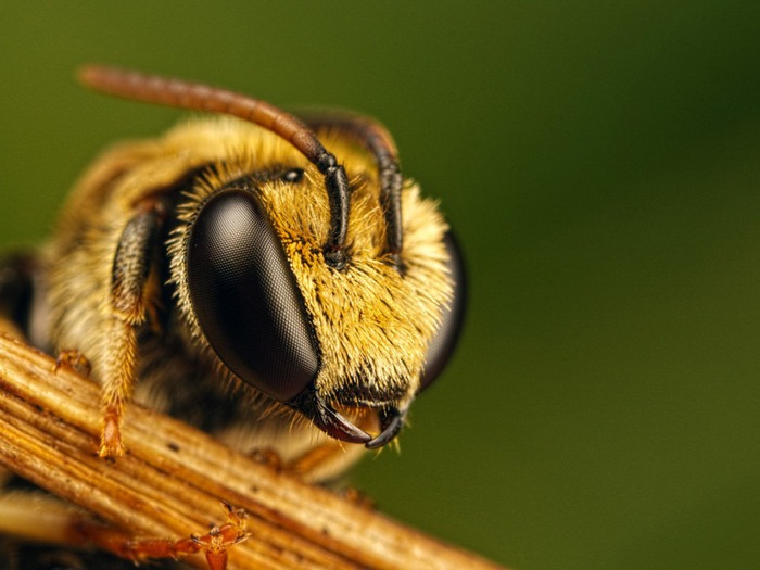 Фото пчелиной матки на фоне пчел