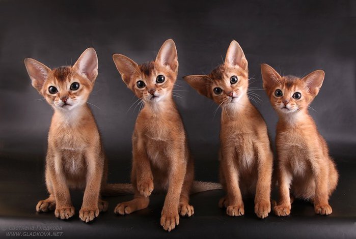 http://img1.liveinternet.ru/images/attach/c/3/83/309/83309017_abyssinian_cat_s1.jpg