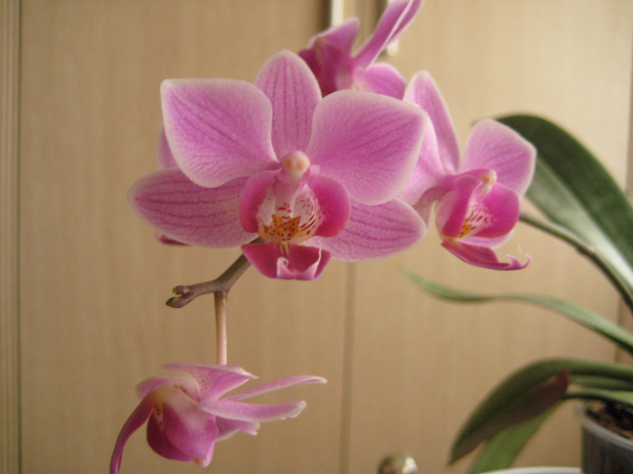 2824467_IMG_3205 (700x525, 334Kb)