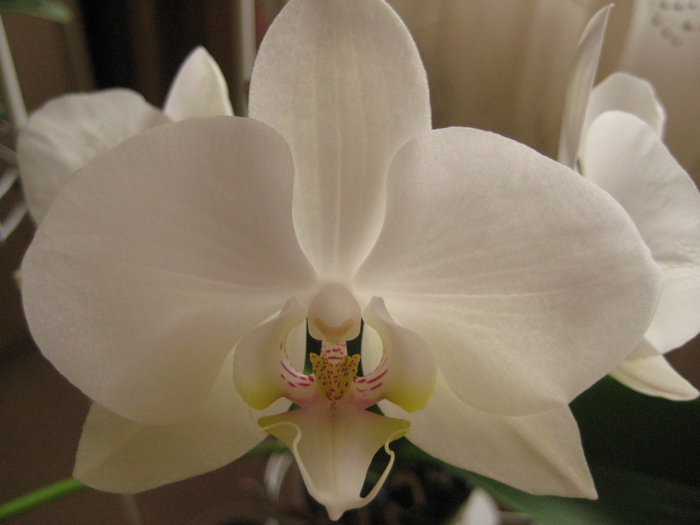 2824467_IMG_3208 (700x525, 331Kb)