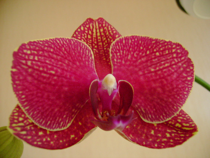 Фаленопсис тамара фото орхидея