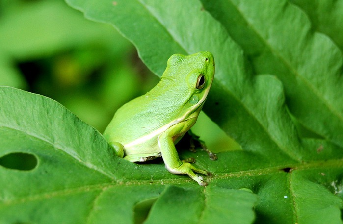 green_tree_frog05 (700x457, 74Kb)