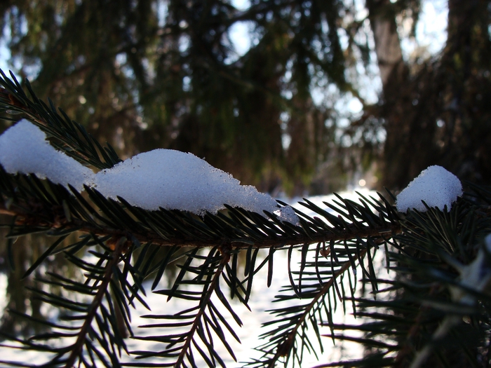 DSC02457 (700x525, 294Kb)