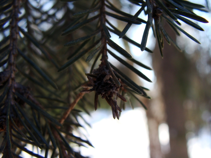 DSC02459 (700x525, 229Kb)