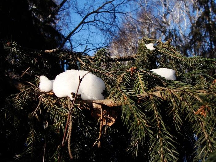 DSC02468 (700x525, 362Kb)