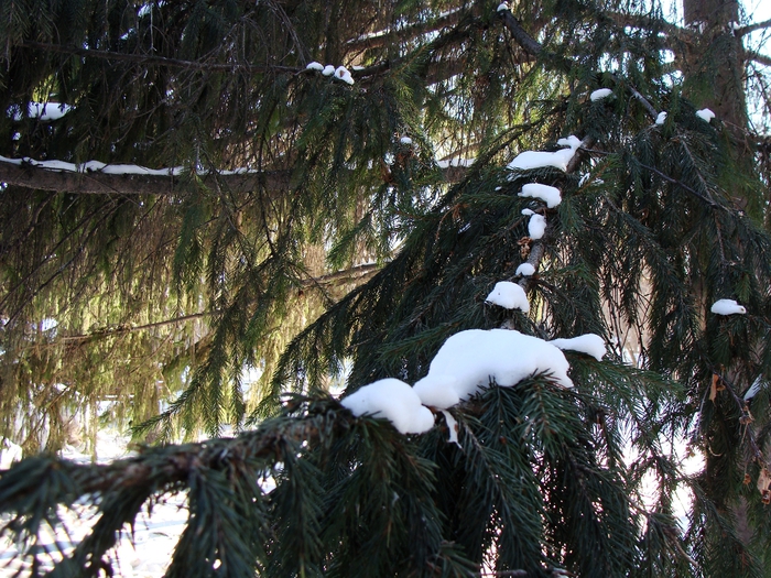 DSC02470 (700x525, 383Kb)