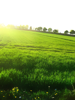 grass_by_AniMal_e (300x400, 38Kb)