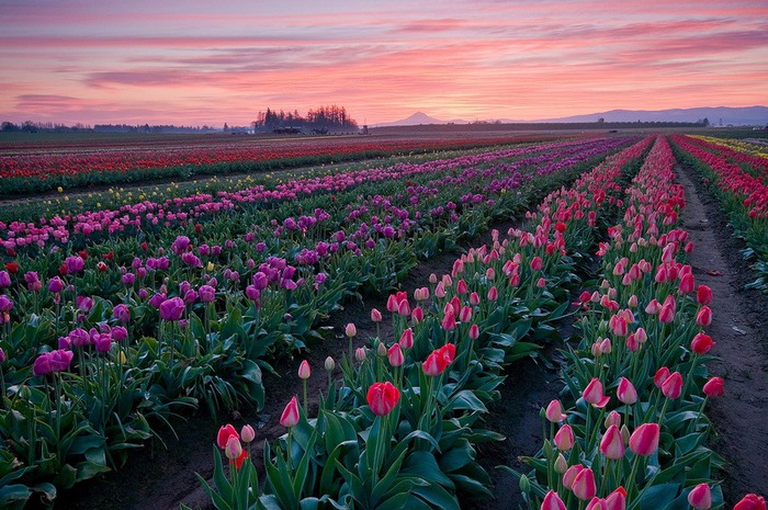 0_516fd_5e1555f6_XXL (700x465, 141Kb)