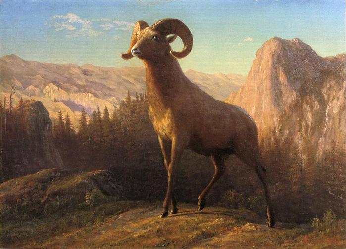 a_rocky_mountain_sheep,_ovis,_montana-large (700x503, 53Kb)