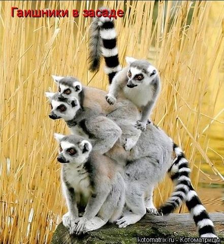 securedownload (10) (441x480, 57Kb)