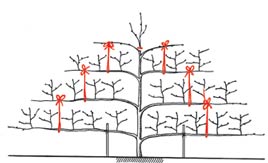 Яблони на шпалерах схема посадки и обрезки