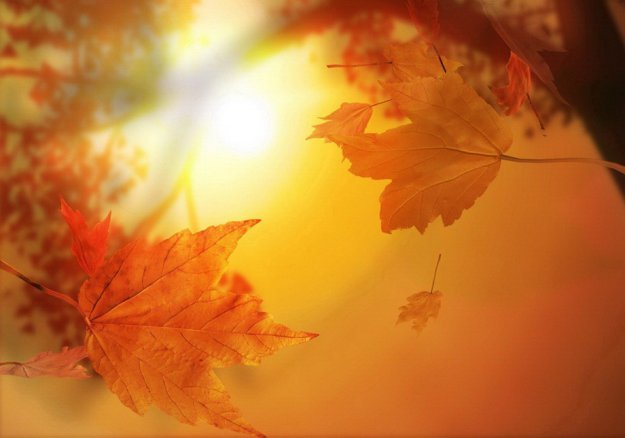 168363_324063 (625x438, 31Kb)