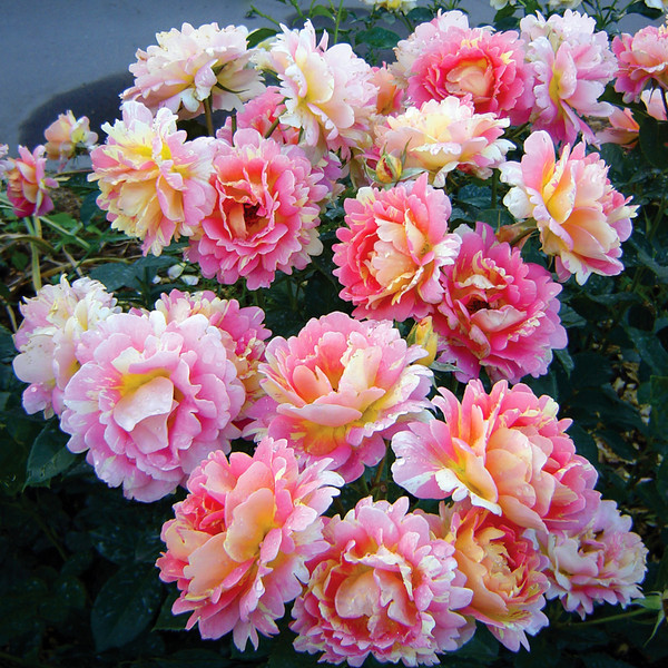 93812305_Roze_de_Cisterion (600x600, 195Kb)