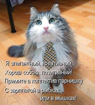 4716381_elegantnykotstih_1_ (390x431, 42Kb)