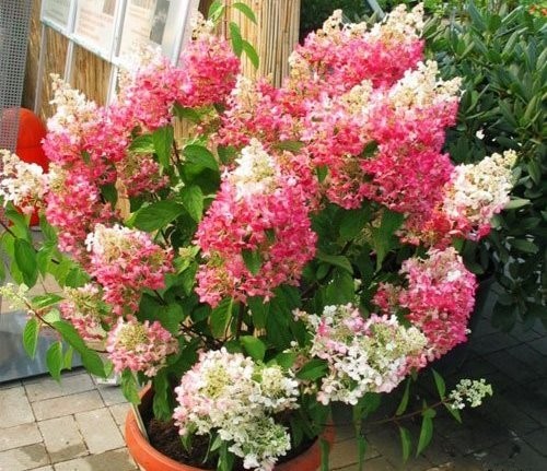 hydrangea_pinky_winky_2 (500x431, 91Kb)