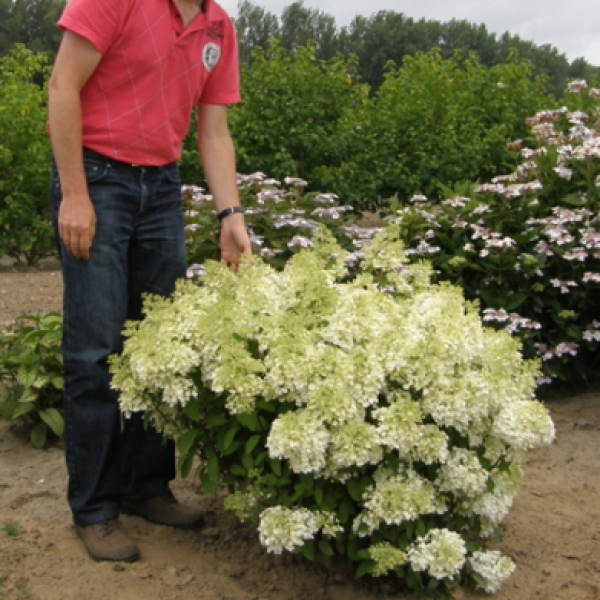 hydrangea-paniculata-metelchataya-bobo-3817-B (600x600, 292Kb)